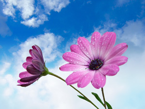 Universal Flirting Academy bloemen